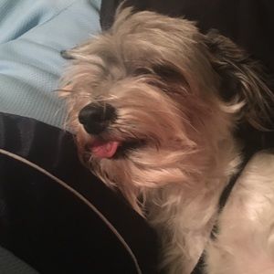 Meet your Posher, Selamon